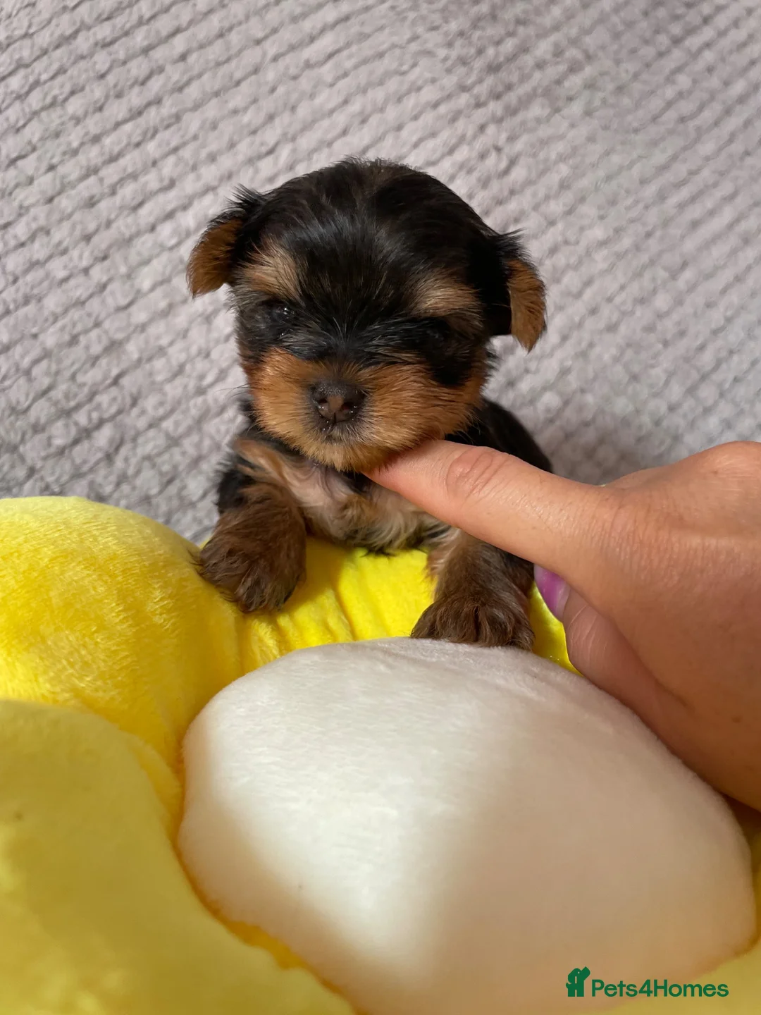Yorkshire Terrier dogs for sale: Beautiful small Yorkshire Terrier Pedigree  in Peterborough - Advert 18