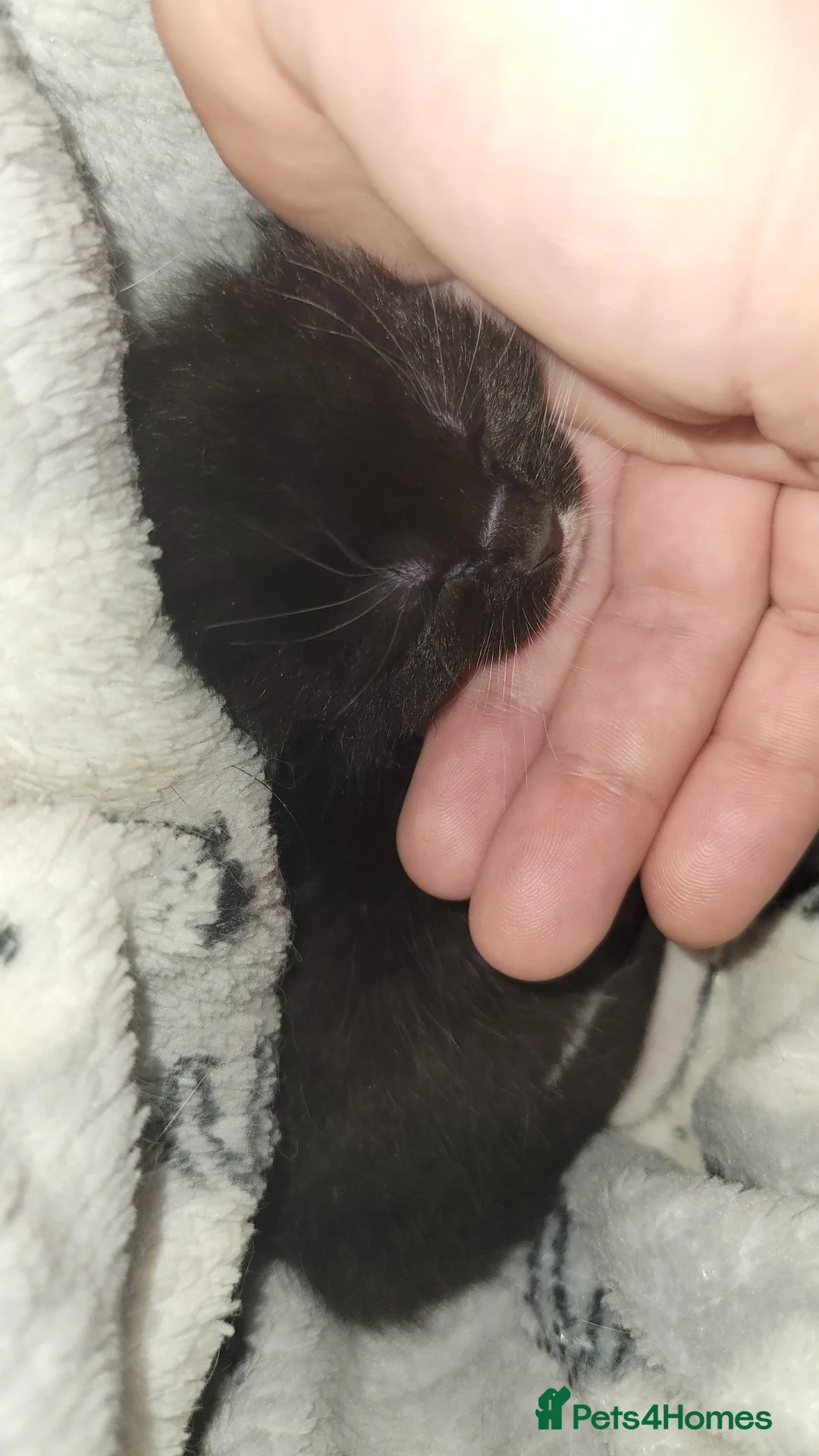 Mixed Breed cats for sale: Mixed ragdoll kittens - Advert 2