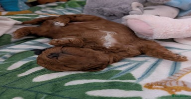 Cavapoo dogs - Advert 6