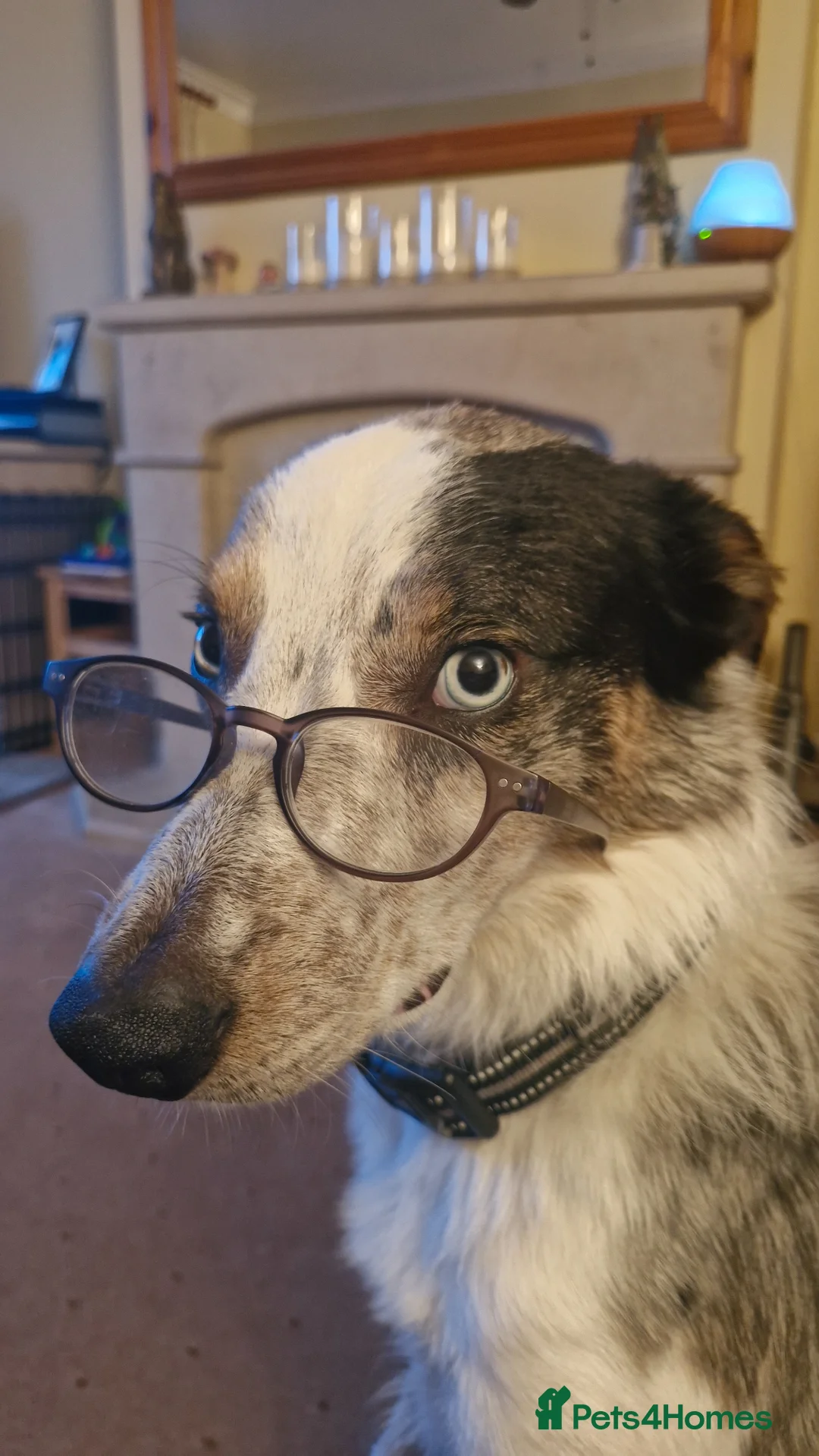 Welsh Collie dogs for sale: Marvellous Merlin please read carefully - Advert 7