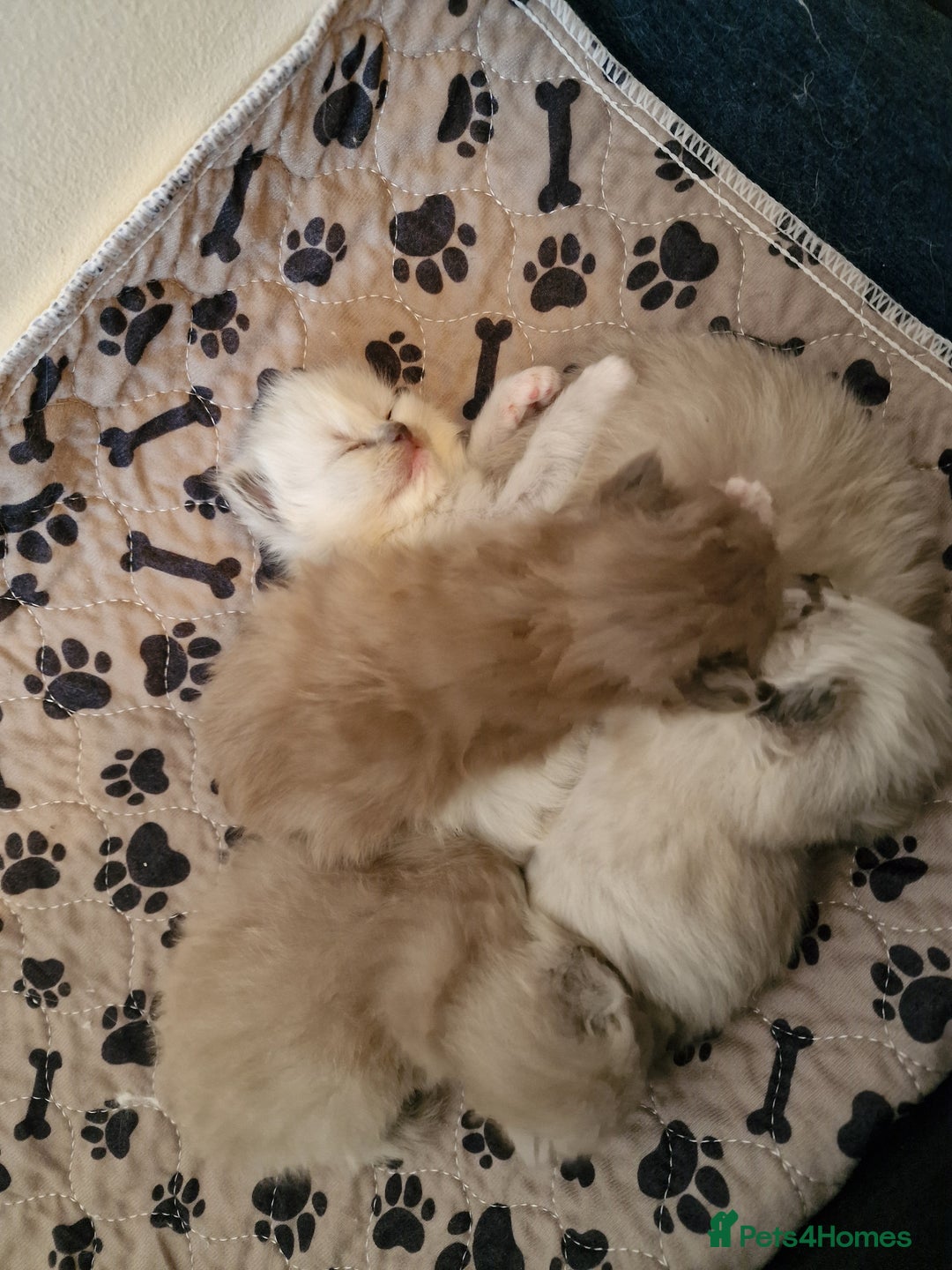 Ragdoll cats for sale: TICA Ragdoll Kittens – Mink, Sepia & Traditional - Image 8