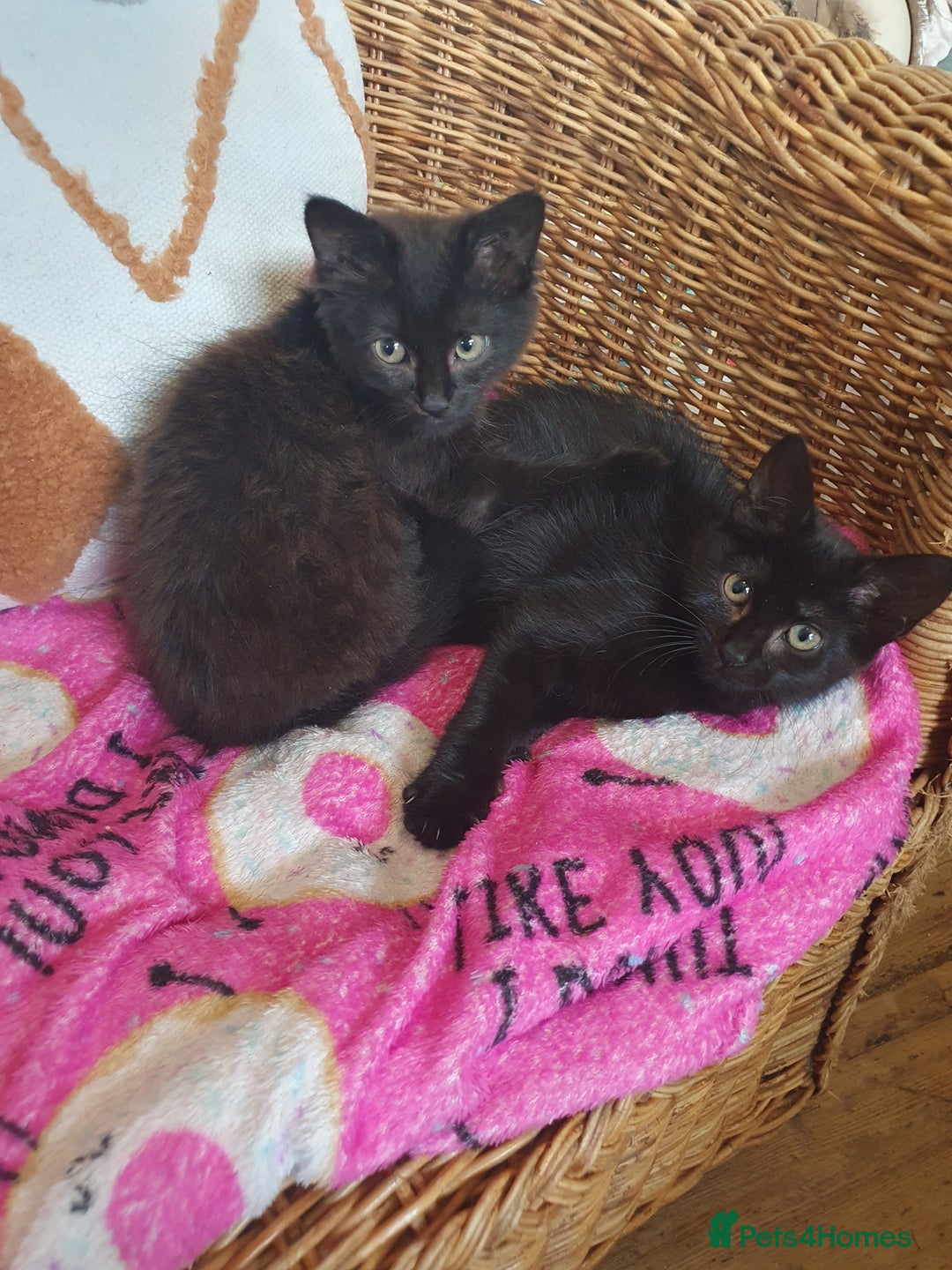 Mixed Breed cats for sale: Three cute Kittens  - Image 2