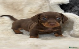 Miniature Dachshund dogs for sale: Stunning mini smooth dachshund pups  - Image 22