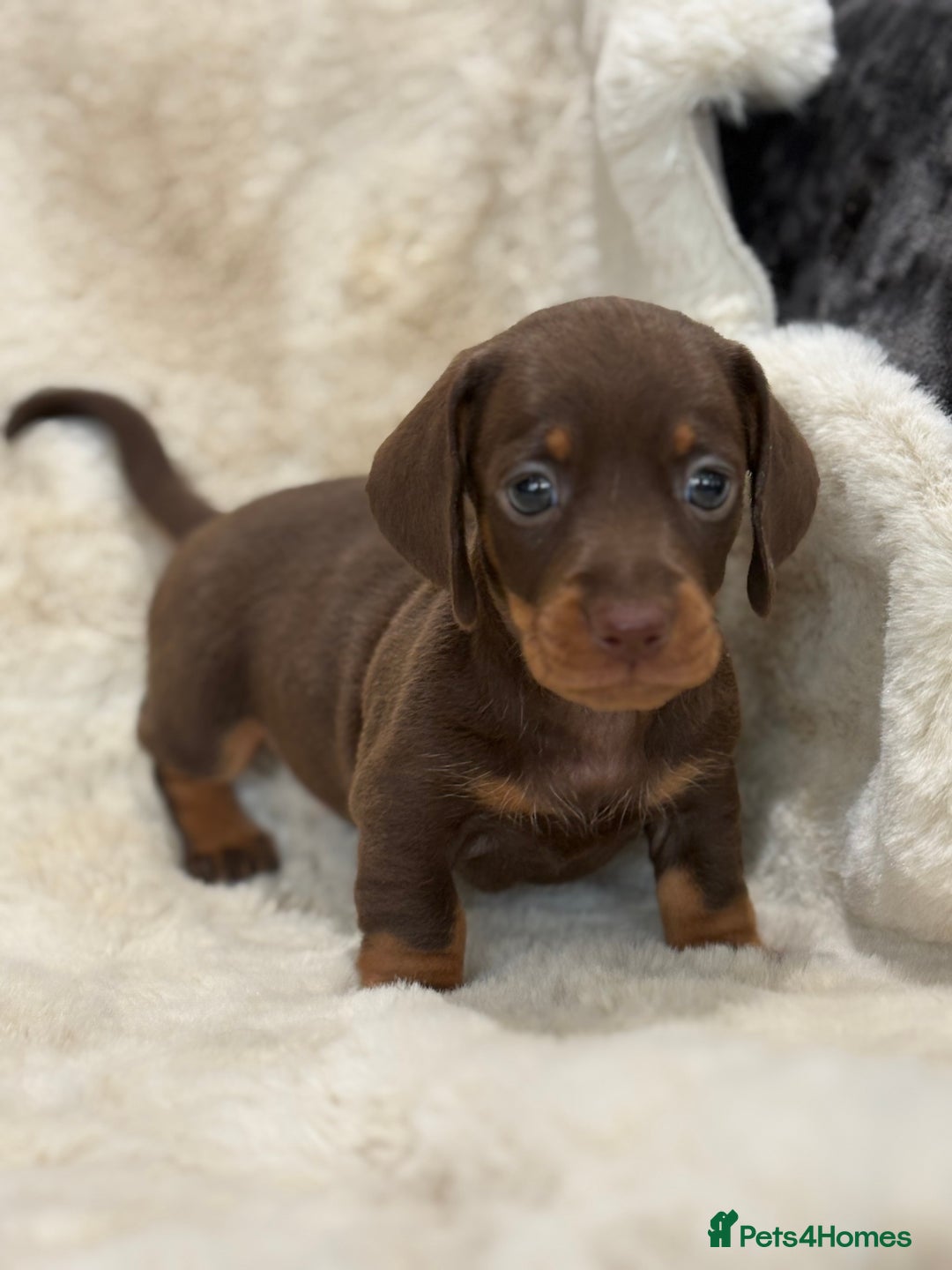 Miniature Dachshund dogs for sale: Stunning mini smooth dachshund pups  - Image 22