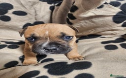 Mixed Breed dogs for sale: Mixed breed puppies - Advert 12