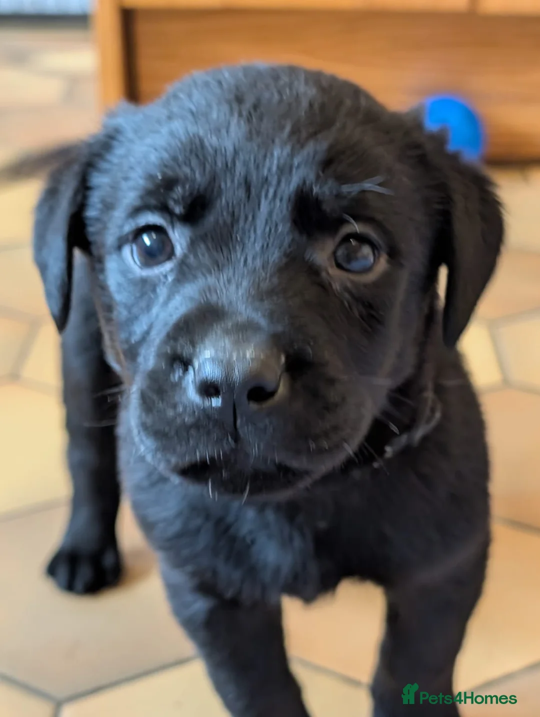 Mixed Breed dogs for sale: Labrador x Rottweiler (Rottador) - Advert 22