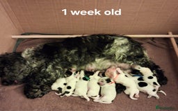 Cocker Spaniel dogs for sale: Gorgeous show cocker spaniel puppies - Image 5