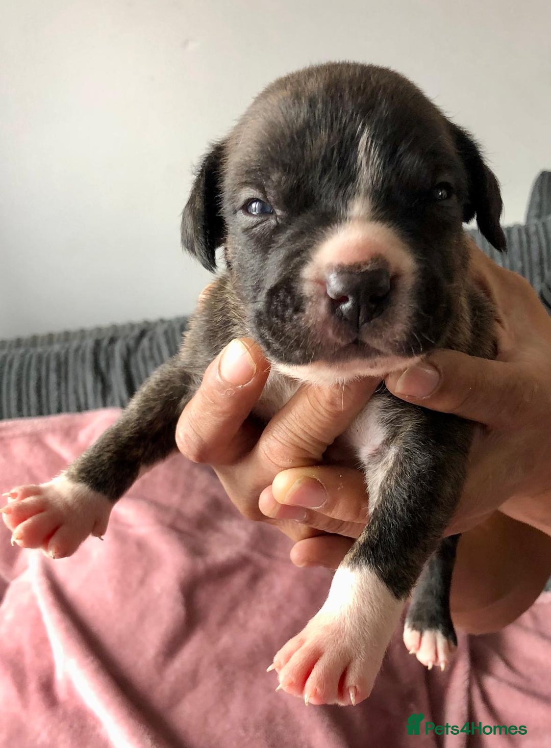Mixed Breed dogs for sale: American bulldogs  - Image 14