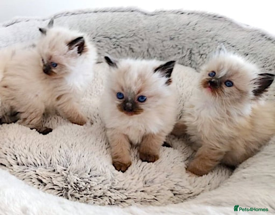 Ragdoll cats for sale: INDOOR FULL PEDIGREE RAGDOLL KITTENS - Image 3