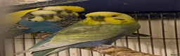 Budgerigars birds for sale: 7 Budgies for sale  - Advert 2