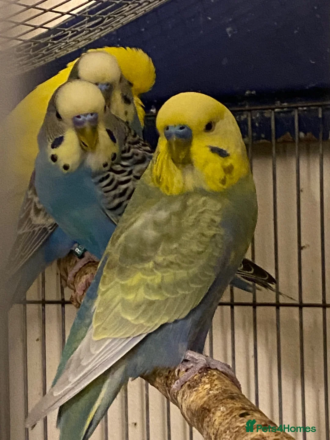Budgerigars birds for sale: 7 Budgies for sale  - Advert 2