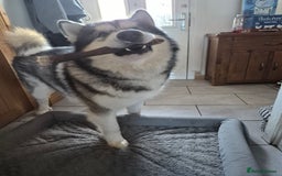 Alaskan Malamute dogs for sale: Beau - Male Alaskan Malamute.  - Image 2