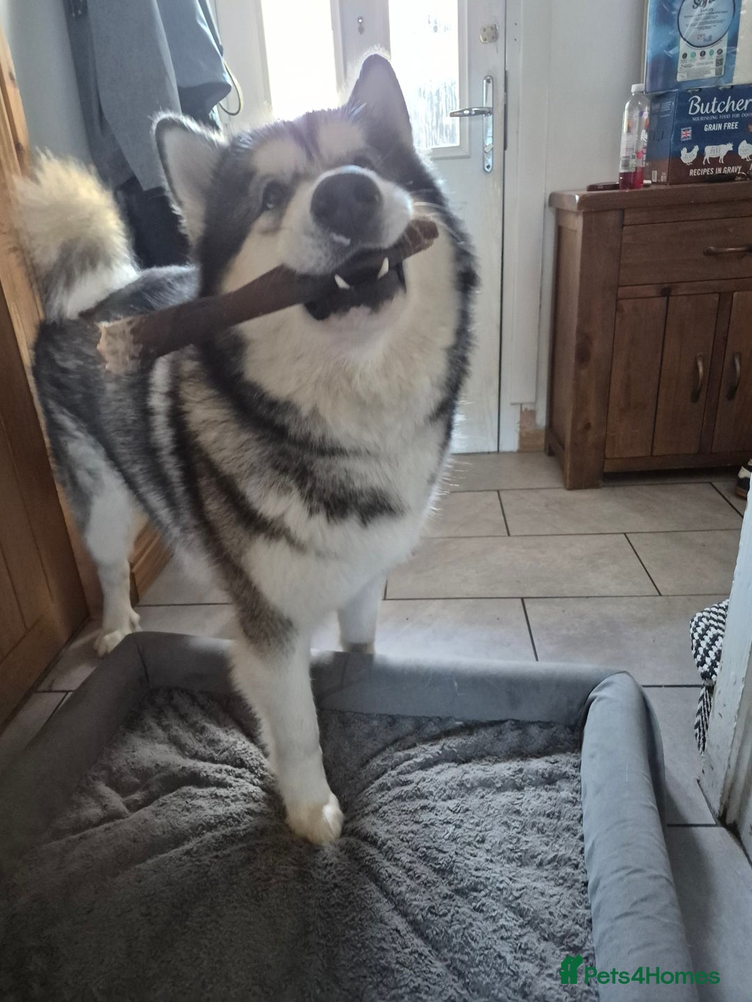 Alaskan Malamute dogs for sale: Beau - Male Alaskan Malamute.  - Image 2