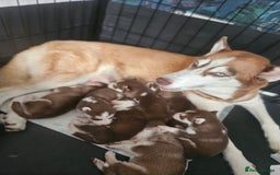 Siberian Husky dogs for sale: Gorgeous Litter of Husky Puppies - Image 8