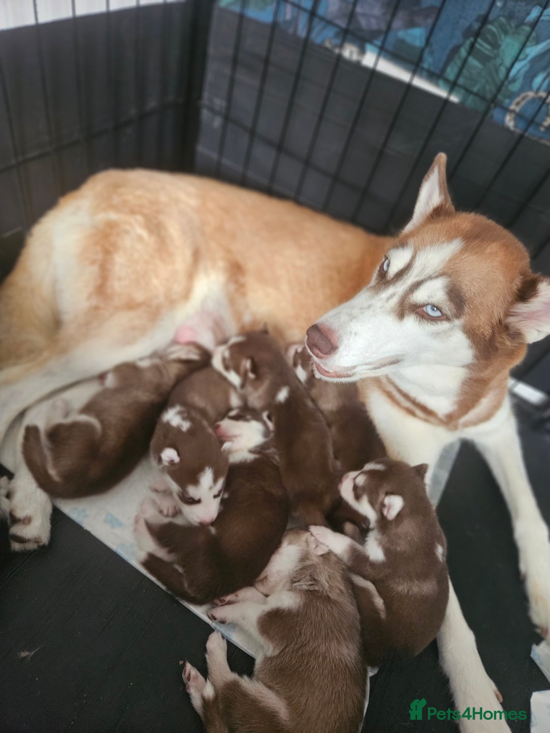 Siberian Husky dogs for sale: Gorgeous Litter of Husky Puppies - Image 8