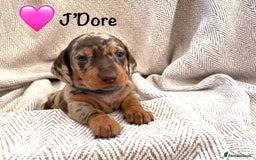 Miniature Dachshund dogs for sale: 8 MINIATURE DACHSHUNDS - Advert 25