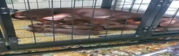 Dachshund dogs for sale: For sale good familly  - Advert 6