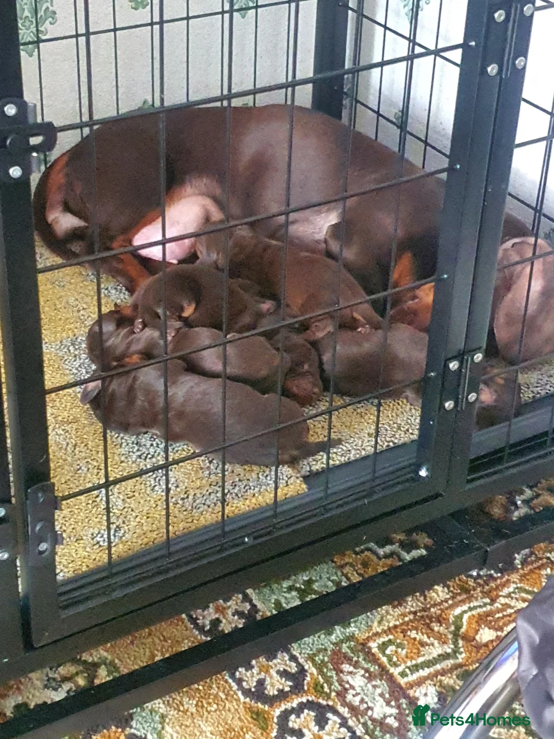 Dachshund dogs for sale: For sale good familly  - Advert 6