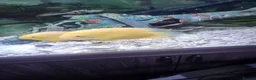 Cichlids fish for sale: Breeding pair of golden severums - Advert 4