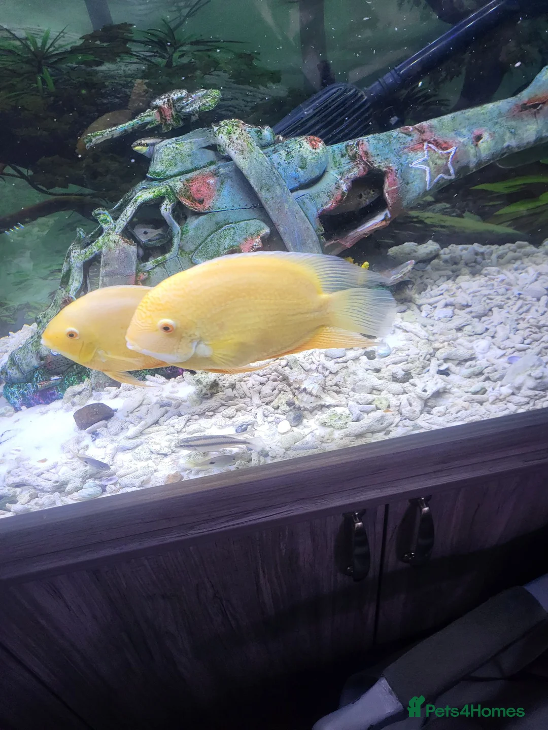 Cichlids fish for sale: Breeding pair of golden severums - Advert 4