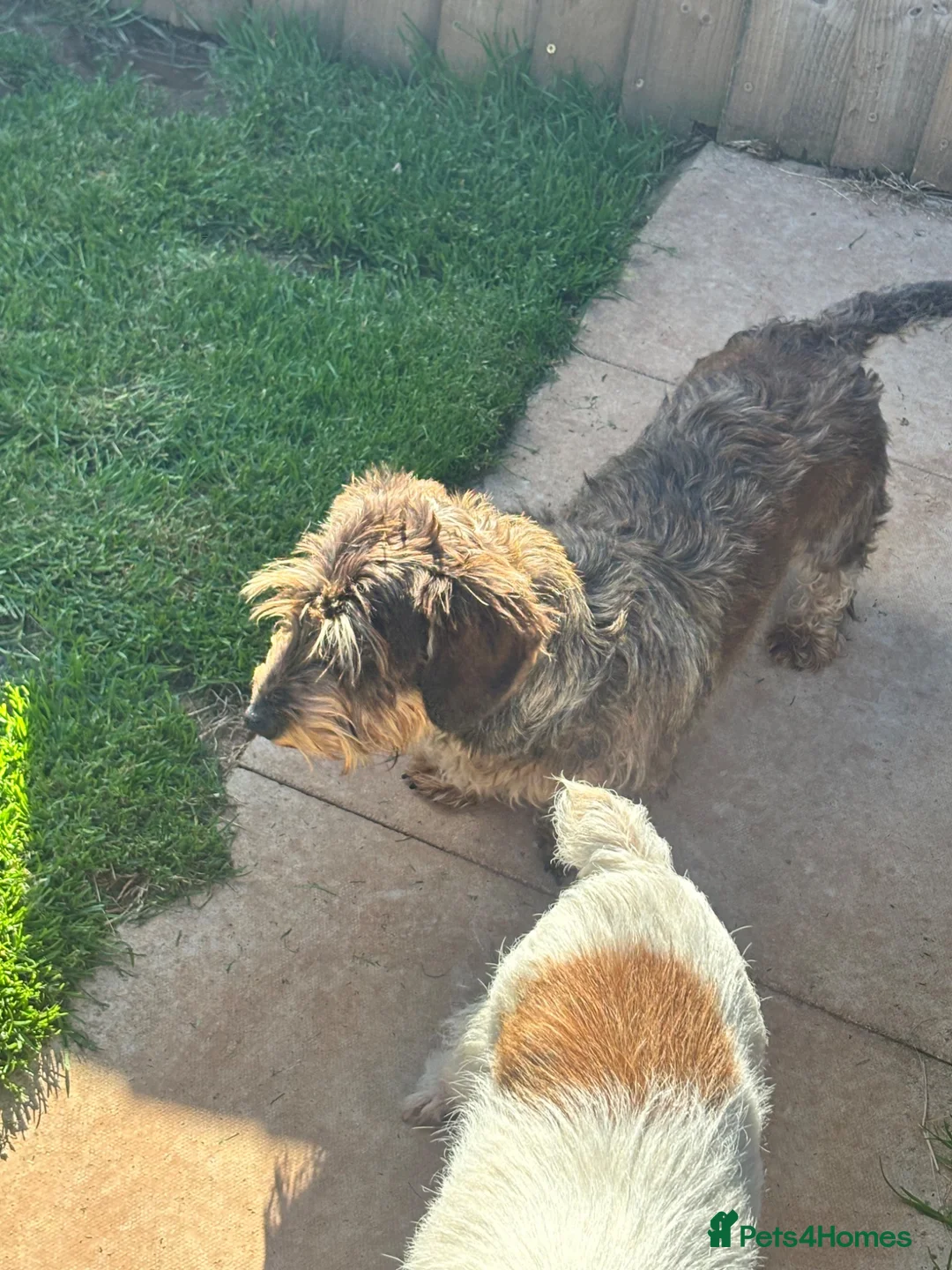 Miniature Dachshund dogs for sale: kc reg wire haired miniature dachshund  - Advert 2