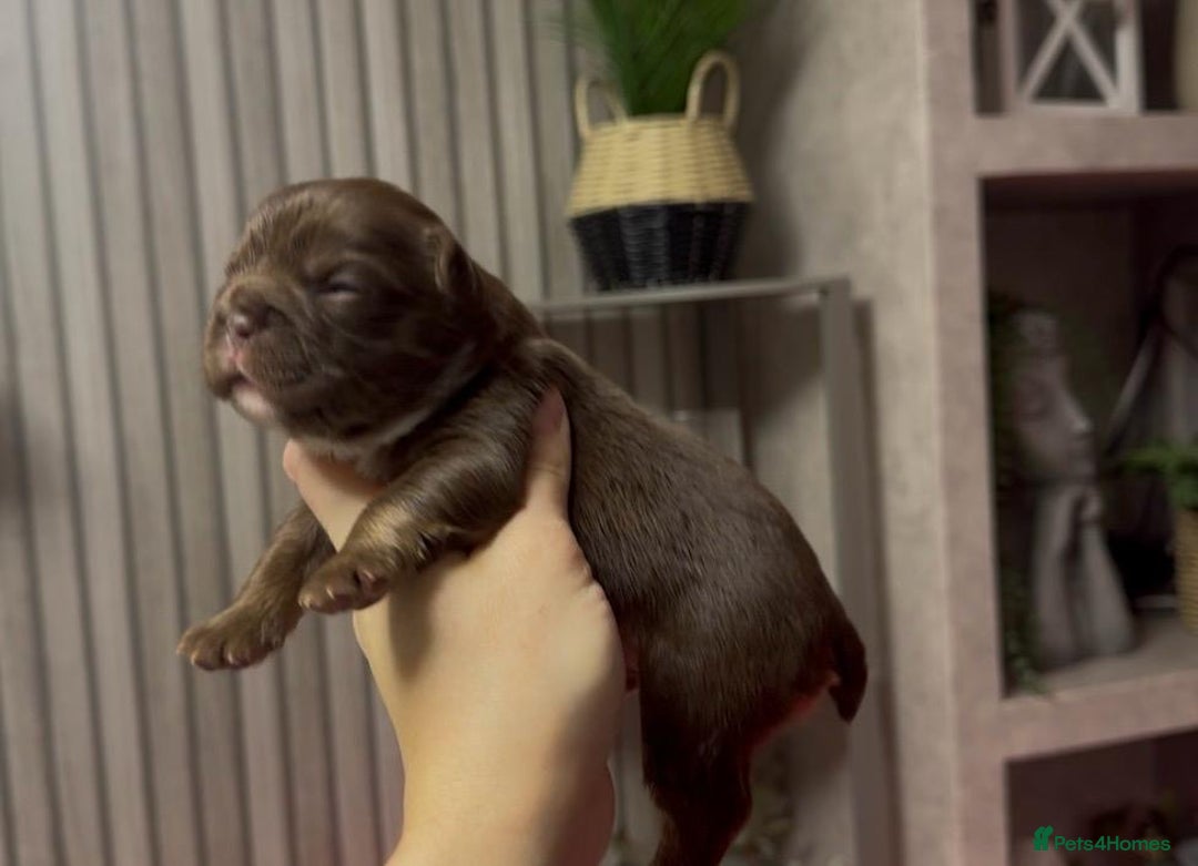 French Bulldog dogs for sale: Kc registered fluffy French bulldogs  - Advert 4