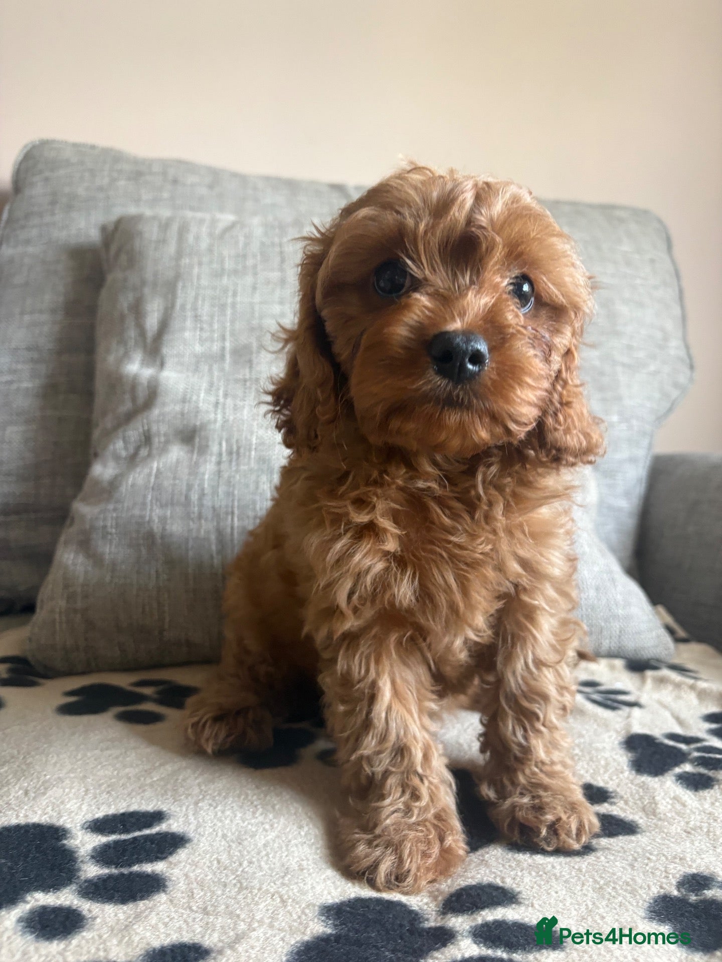 Cavapoochon dogs READY NOW - 3 Cavapoochon Puppies💙💗 - Advert 1