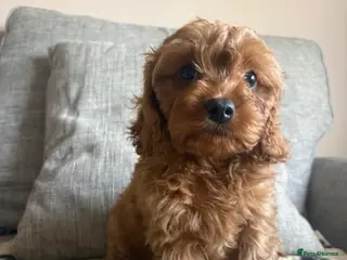 Cavapoochon dogs READY NOW - 3 Cavapoochon Puppies💙💗 - Advert 1