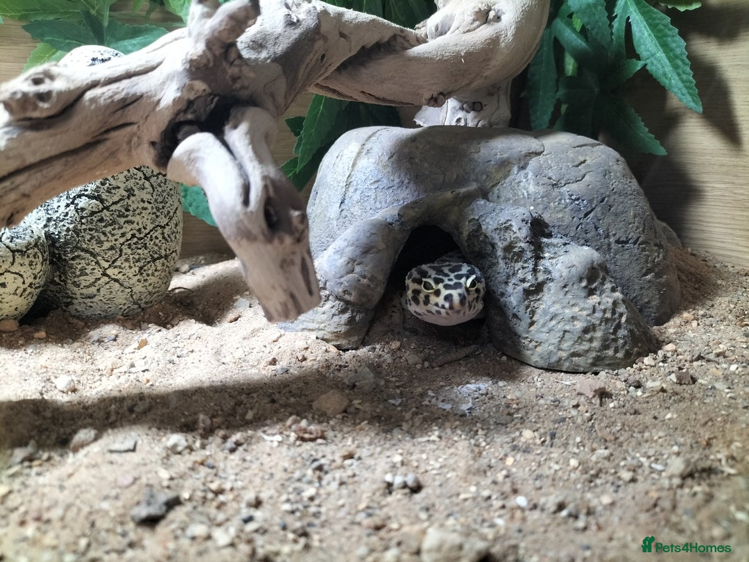 Leopard Gecko reptiles for sale: Female leopard gecko with complete setup - Image 3