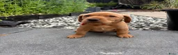 Labrador Retriever dogs for sale: Fox Red Labrador Retriever  - Advert 2