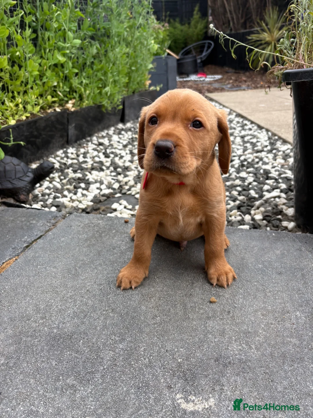 Labrador Retriever dogs for sale: Fox Red Labrador Retriever  - Advert 2