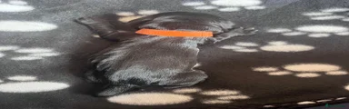 Cocker Spaniel Puppy Orange Collar (Female)