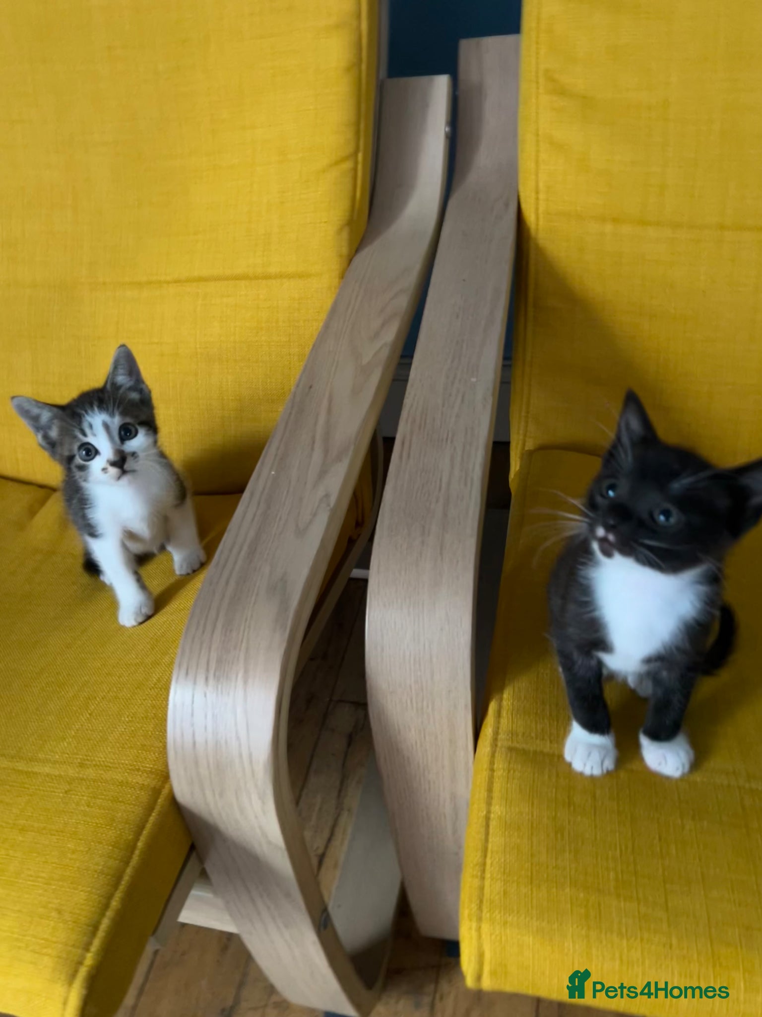 Mixed Breed cats Cute two available girl kittens end of the weeks  - Advert 1