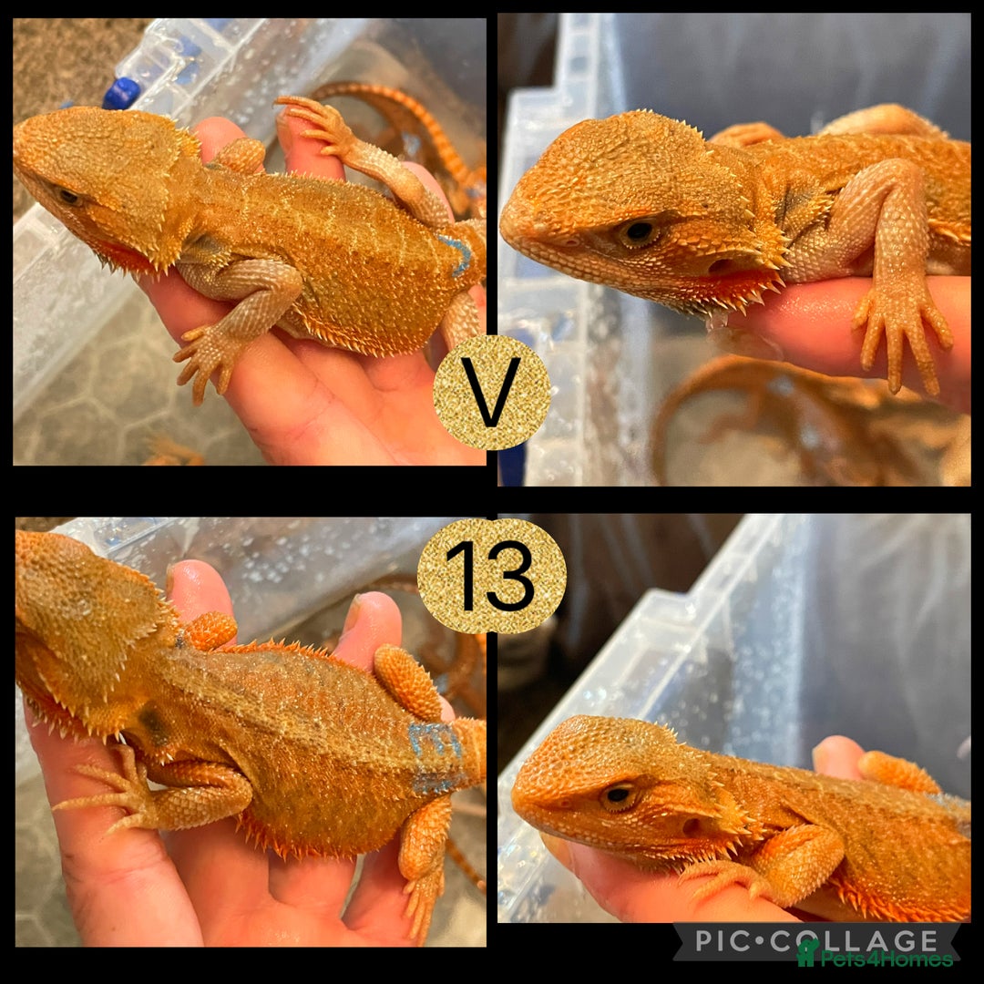 Bearded Dragon reptiles for sale: Beautiful baby bearded dragons £100 Ono - Image 3