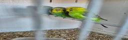 Budgerigars birds for sale: Baby Budgies, Adult Budgies, and Cockatiels  - Advert 16