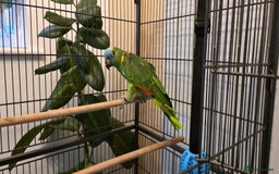 Parrots birds for sale: Quiet Blue Fronted Amazon Parrot - Image 4
