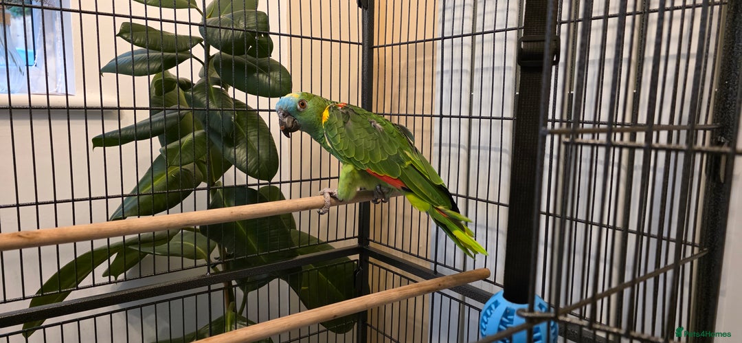 Parrots birds for sale: Quiet Blue Fronted Amazon Parrot - Image 4