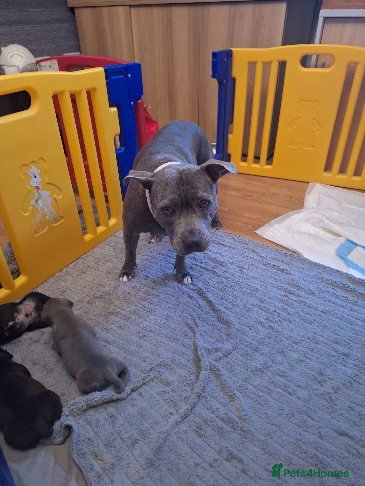 Staffordshire Bull Terrier dogs Blue or black beautifu Staffordshire ball terrier - Advert 2