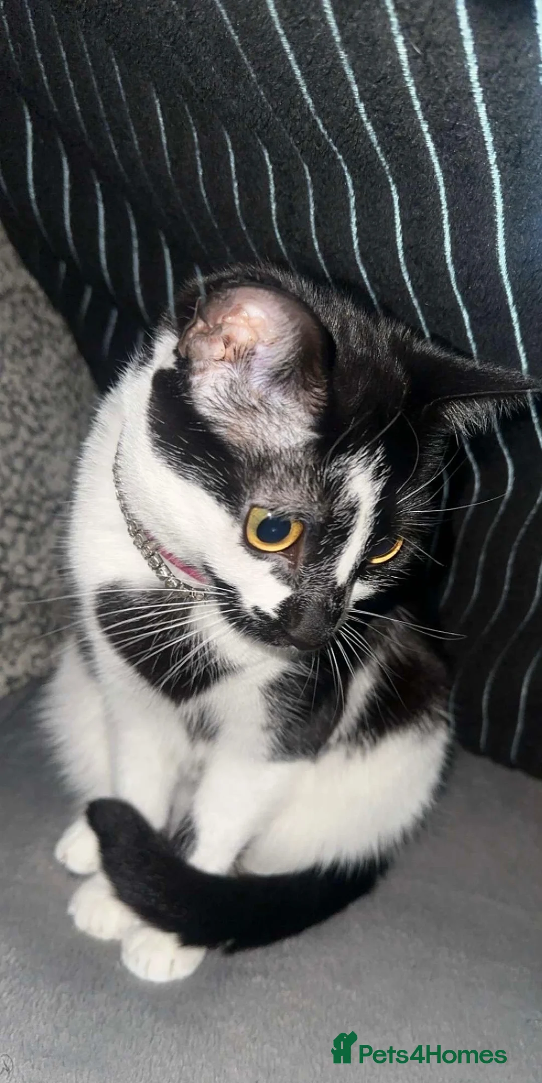 Domestic Shorthair cats for sale: *FREE* 3 year old female cat needs rehoming! - Advert 2