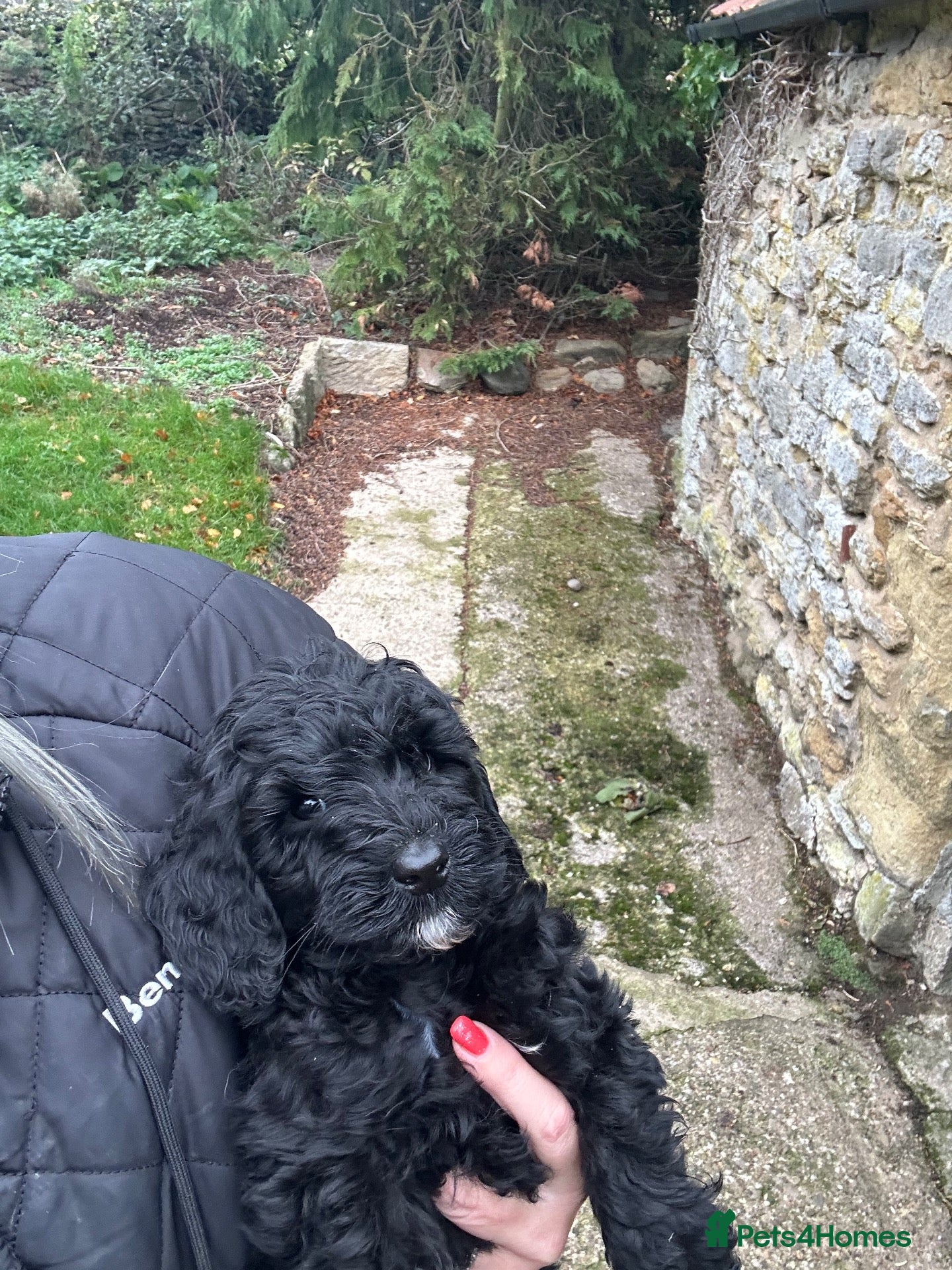 Labradoodle dogs for sale: Stunning F1B miniature labradoodles - Advert 2