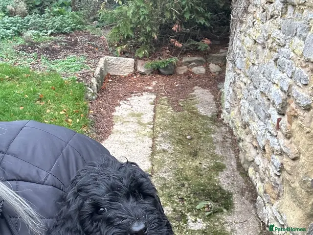 Labradoodle dogs for sale: Stunning F1B miniature labradoodles - Advert 1