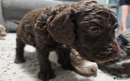 Cockapoo dogs for sale: Cockapoo puppies 2LEFT - Image 18