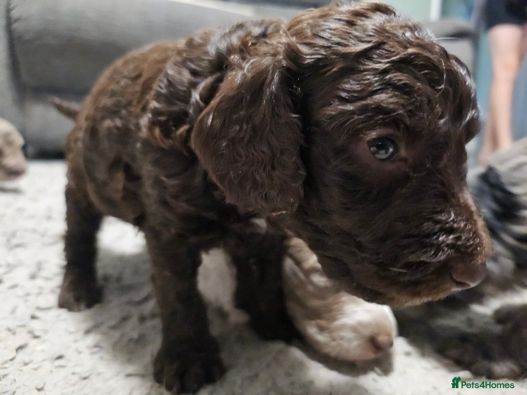 Cockapoo dogs for sale: Cockapoo puppies 2LEFT - Image 18