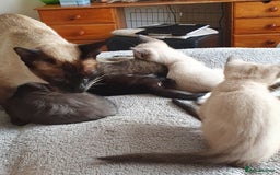 Mixed Breed cats for sale: Beautiful Siamese Cross Kittens - Image 17
