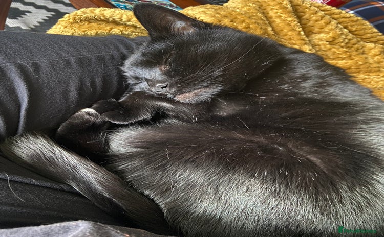 Domestic Shorthair cats - Advert 3