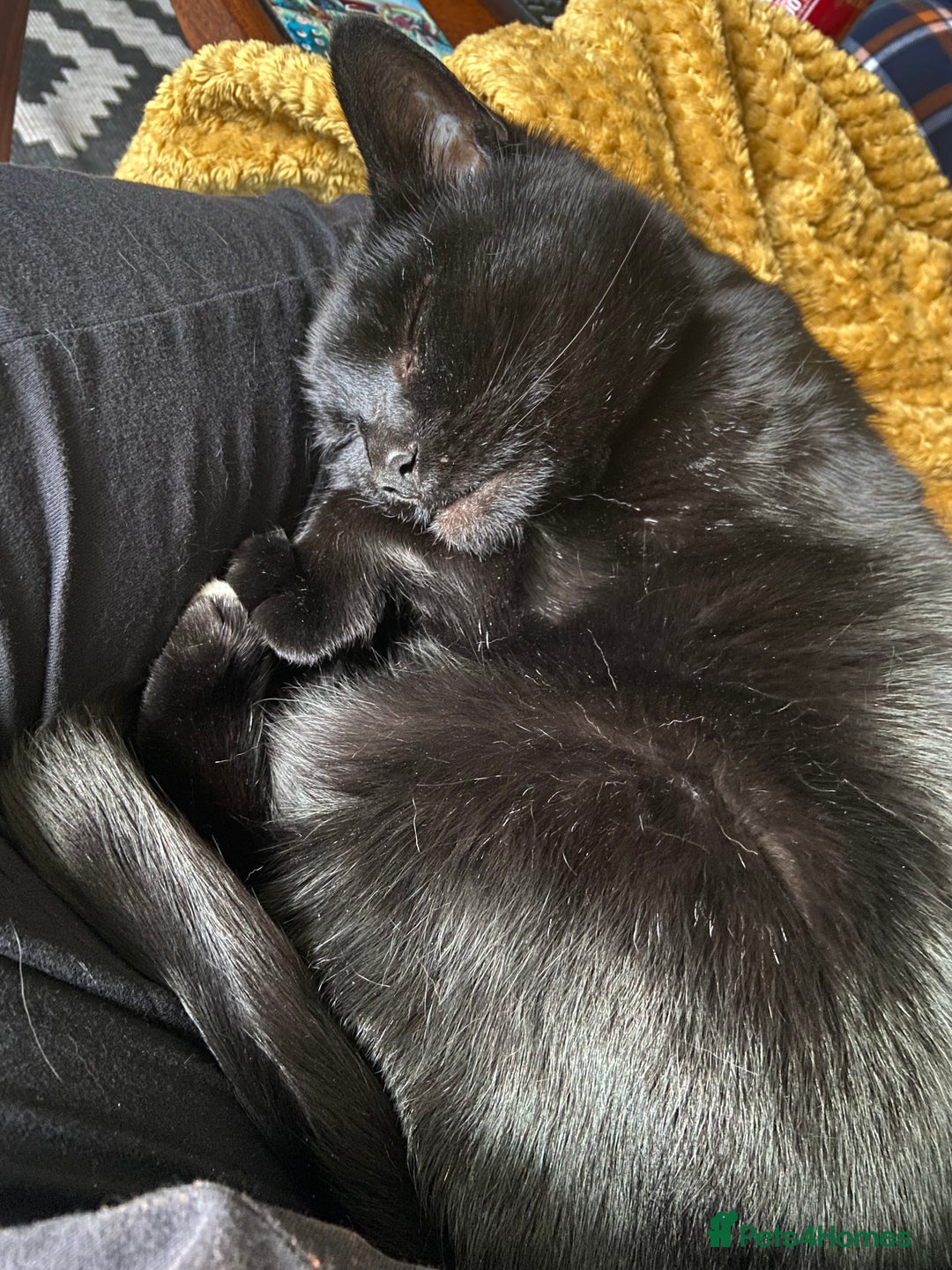 Domestic Shorthair cats for sale: Sergio - loving and affectionate cat - Image 1