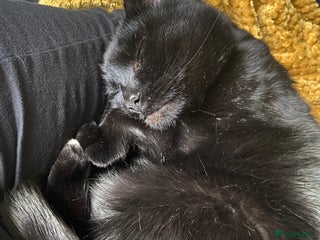 Domestic Shorthair cats - Advert 5