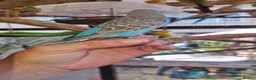 Budgerigars birds for sale: 4 blue chicks and 1 adult male  - Advert 8