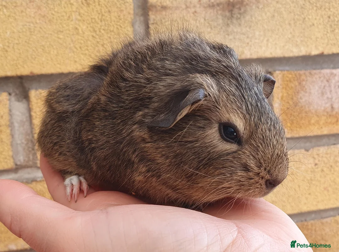 Guinea Pig rodents for sale: Beautiful guinea pigs - Advert 2