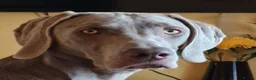 Weimaraner dogs for sale: Weimaraner KC REGISTERED 1yr Girl.  - Advert 3